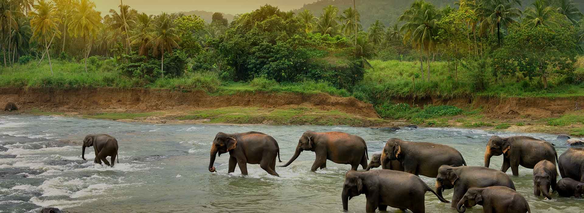 Wildlife Adventure